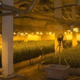 La méga plantation d'intérieur comptait 12'500 plants de chanvre destinés à la vente de cannabis THC. Elle a été saisie. Ses responsables ont été arrêtés et placés en détention préventive.